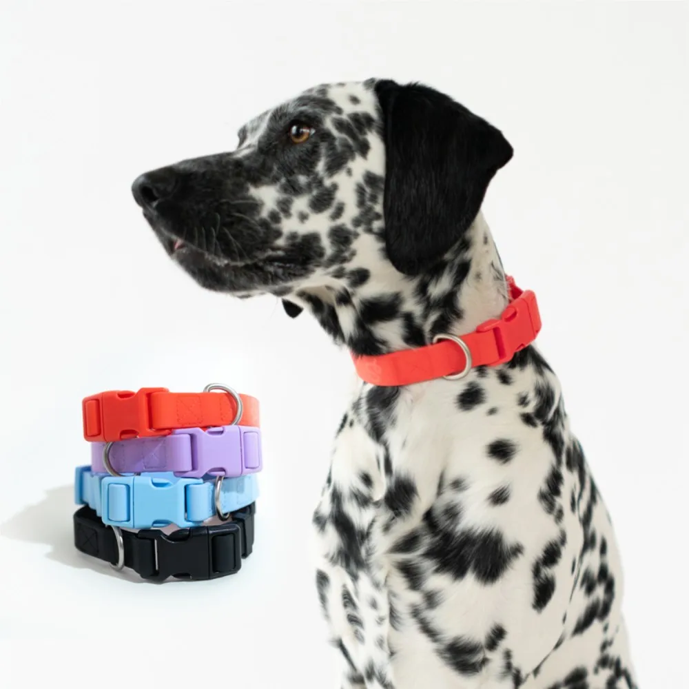 Springland Medium Dog Collar